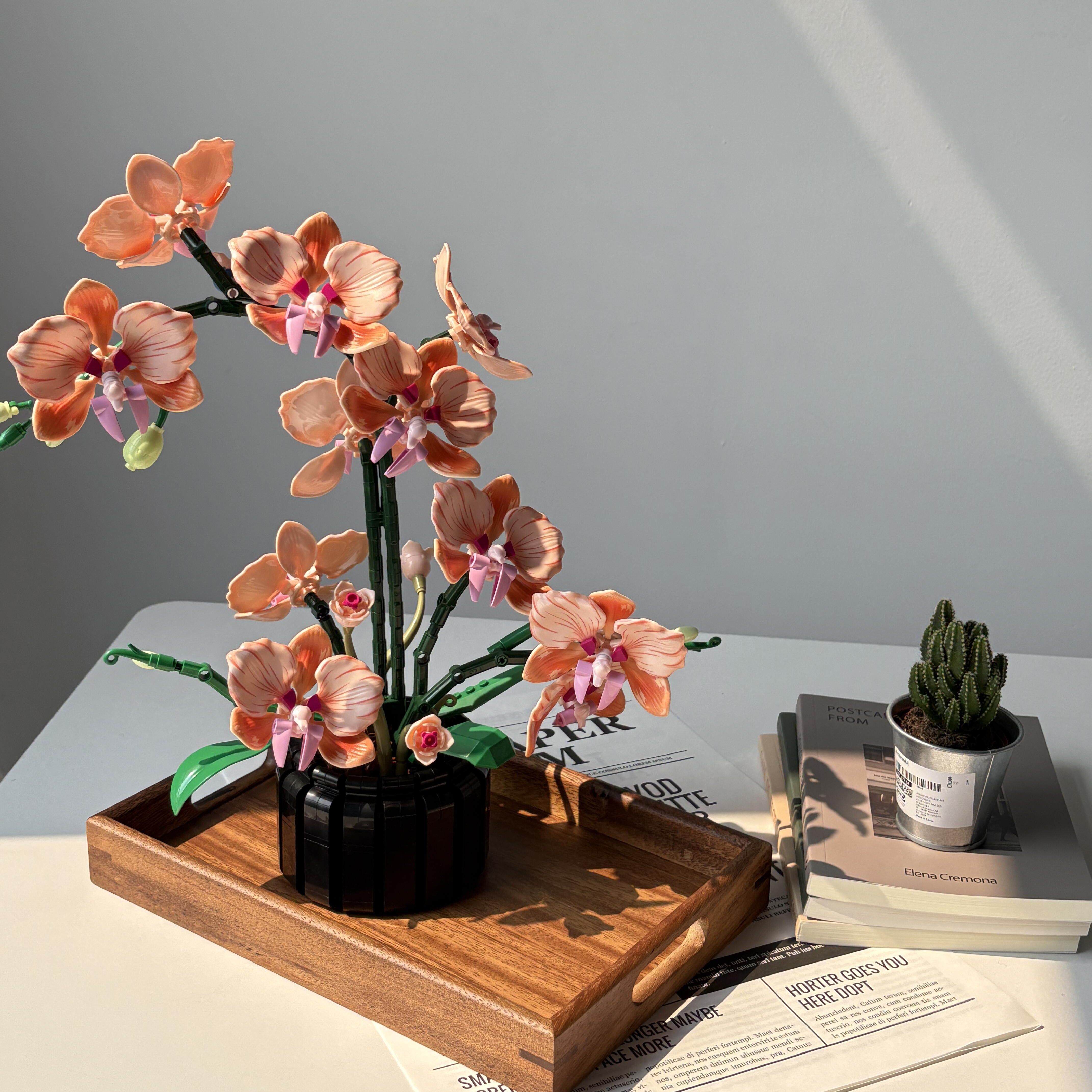 Orange Phalaenopsis Orchid Bui - Plant Parent Gifts 评论和价格